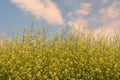 Rapeseed field and blue Sky in spring Royalty Free Stock Photo