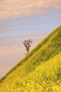 Rapeseed field and blue Sky in spring time Royalty Free Stock Photo