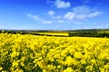 Rapeseed Field Royalty Free Stock Photo