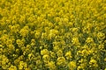 Rapeseed field closeup Royalty Free Stock Photo