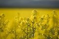 Rapeseed field closeup Royalty Free Stock Photo