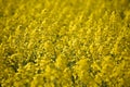 Rapeseed field closeup Royalty Free Stock Photo