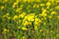Rapeseed field, closeup and space for text Royalty Free Stock Photo