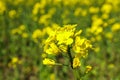 Rapeseed field, closeup and space for text Royalty Free Stock Photo