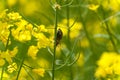 Rapeseed field with Cockchafer May Bug or Doodlebug Royalty Free Stock Photo