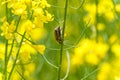 Rapeseed field with Cockchafer May Bug or Doodlebug Royalty Free Stock Photo