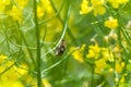 Rapeseed field with Cockchafer May Bug or Doodlebug Royalty Free Stock Photo