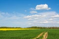 Rapeseed field, dirt road and blue sky. Beautiful spring landscape in Poland. Royalty Free Stock Photo