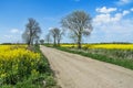 Rapeseed field, dirt road, trees and blue sky. Beautiful spring landscape in Poland. Royalty Free Stock Photo