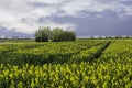 Canola field Royalty Free Stock Photo