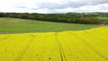 Rapeseed field, drone shot, blooming field, flowers, oil, beautiful day, lonely tree, nature, beautiful Poland