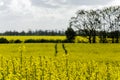 Rapeseed field and Eastham Oil Storage Depot Royalty Free Stock Photo