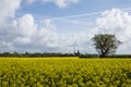 Rapeseed field and Eastham Oil Storage Depot Royalty Free Stock Photo