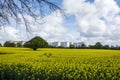 Rapeseed field and Eastham Oil Storage Depot Royalty Free Stock Photo