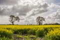 Rapeseed field and Eastham Oil Storage Depot Royalty Free Stock Photo