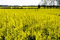Rapeseed field and Eastham Oil Storage Depot Royalty Free Stock Photo