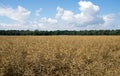 Rapeseed field