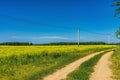 Rapeseed field and field road against the sky with clouds on a Sunny summer day. Oil crops. Ripening crop Royalty Free Stock Photo