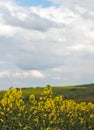 Rapeseed field