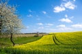 Agrarian field with flowering rape in beautiful rural landscape with horse on pasture and blossoming cherry tree in spring. Royalty Free Stock Photo