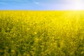 Rapeseed field flowers in bloom Royalty Free Stock Photo