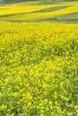 Rapeseed field Royalty Free Stock Photo