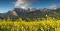 Rapeseed field in full yellow bloom with a great mountain landscape behind Royalty Free Stock Photo