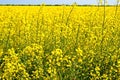 Rapeseed field. Global business. International business team. Global network. field of canola flower illustrations Royalty Free Stock Photo