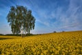 Rapeseed field and grain field with a birch-tree growing on their border