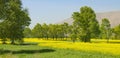 Rapeseed field in the high valley Royalty Free Stock Photo