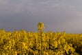 Rapeseed field on the hill