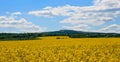 Rapeseed field