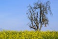 Rapeseed field and lonely tree in autumn Royalty Free Stock Photo