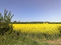 Rapeseed Field Marks Tey, Essex, England