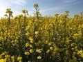 Rapeseed Field Marks Tey, Essex, England Royalty Free Stock Photo