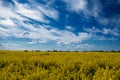 Rapeseed Field on a May Day. Kaliningrad region Royalty Free Stock Photo