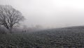 Rapeseed field in the morning in Germany. Trees in hoarfrost Royalty Free Stock Photo