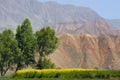 Rapeseed field in the mountains Royalty Free Stock Photo