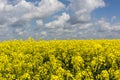 Rapeseed field, oilseed Royalty Free Stock Photo
