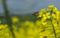 Rapeseed field, oilseed rape, bee Royalty Free Stock Photo