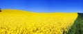 Rapeseed field panorama