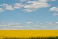 Rapeseed field