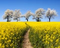 Rapeseed field, parhway, alley of flowering cherry trees Royalty Free Stock Photo