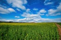 Rapeseed field with pathway, Blooming canola flowers panorama. Rape on the field in summer. Bright Y Royalty Free Stock Photo