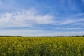 Field of rapeseed, oilseeds. Close-up in a cultivated agricultural field