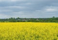 rapeseed field in podlasie, poland