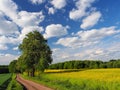 Rapeseed field