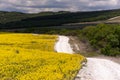 Rapeseed field and road on a Sunny day Royalty Free Stock Photo