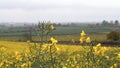 Rapeseed field and sheep on another side of uk railroad under overcast rain