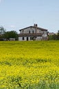 Rapeseed field